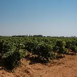 Podere Fossarunza Di Carlo Manzo Marsala